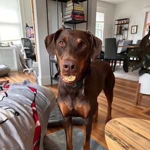 Meet your Posher, Patricia